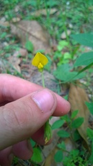 Crotalaria rotundifolia