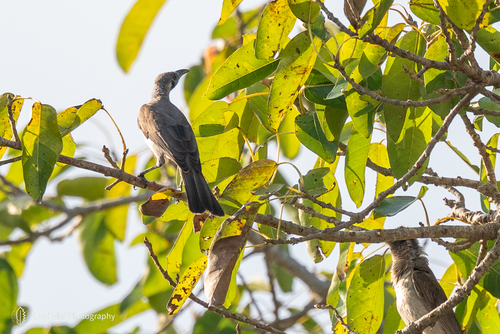 Little Friarbird