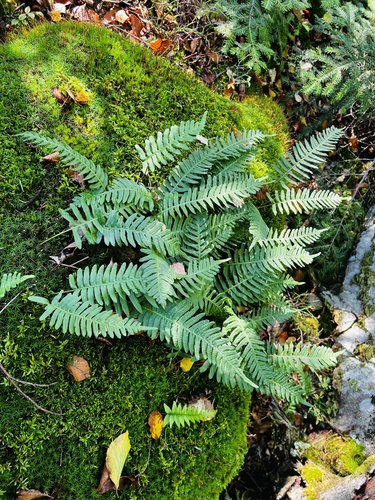 common polypody