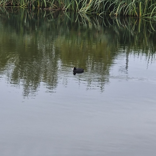 Eurasian Coot