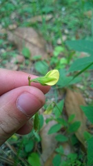 Crotalaria rotundifolia