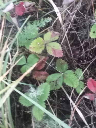green strawberry