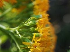 Jessea cooperi