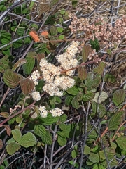 Holodiscus discolor discolor