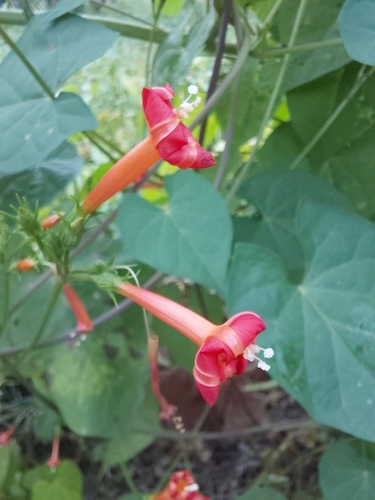 red morning glory