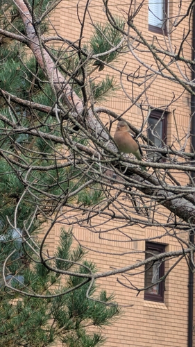 Common Chaffinch