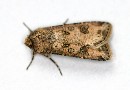 Turnip Moth