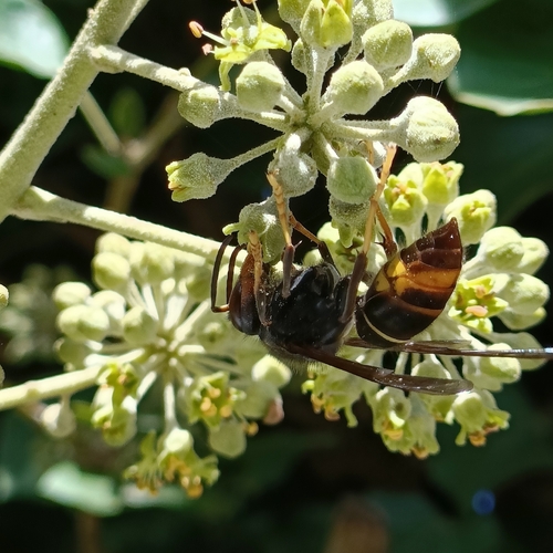 Yellow-legged Hornet