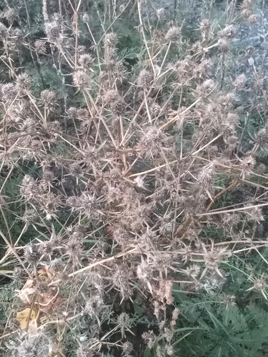 Blue Eryngo