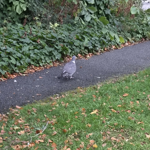 Common Wood-Pigeon