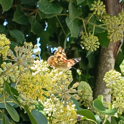 Painted Lady