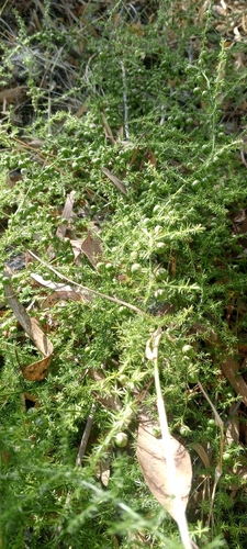 Spiny Asparagus