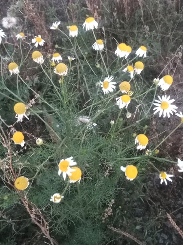 scentless mayweed