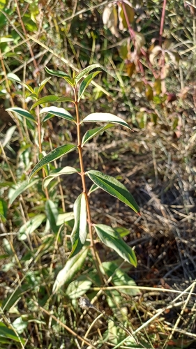 Common Privet