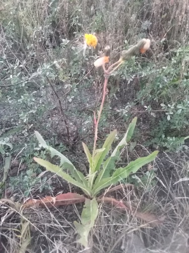 Perennial Sow Thistle