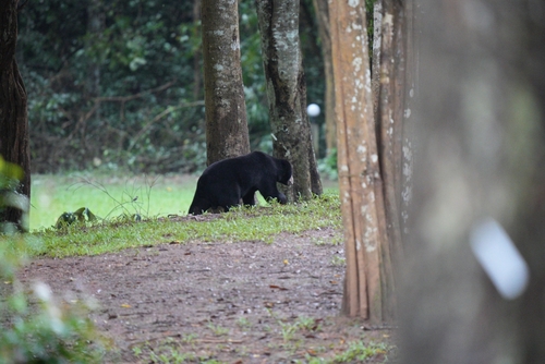 Sun Bear