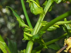 Jessea cooperi