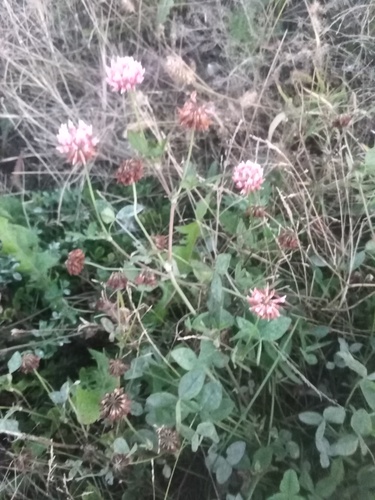 Alsike clover
