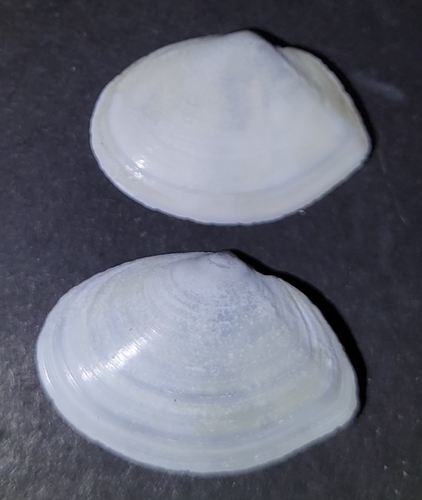 Rexithaerus secta, 2026-09-24