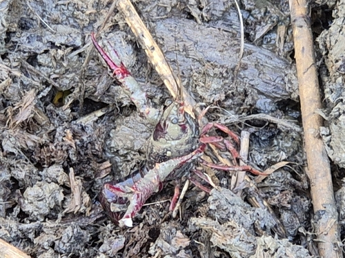 Red Swamp Crayfish