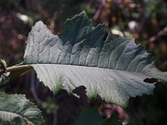 Jessea cooperi