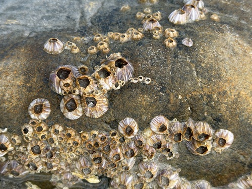 Amphibalanus amphitrite observed 2026-09-25