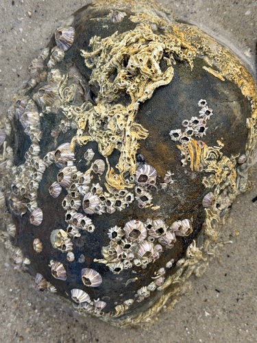 Amphibalanus amphitrite observed 2026-09-25