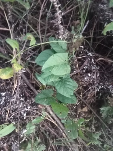 field bindweed