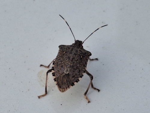 Brown Marmorated Stink Bug