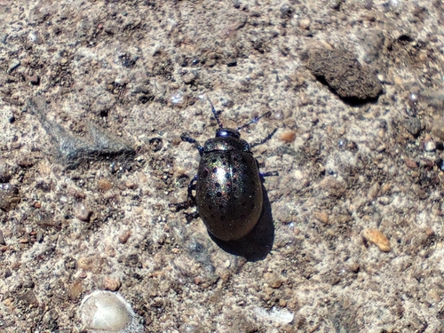 Chrysolina exanthematica