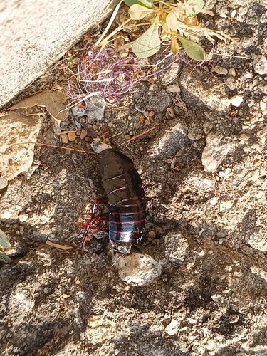 Oriental Cockroach