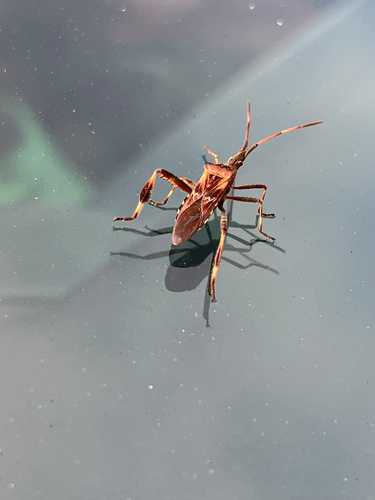 Western Conifer Seed Bug
