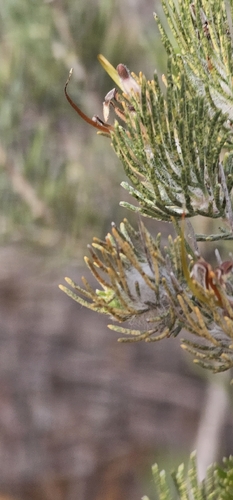 common woollybush