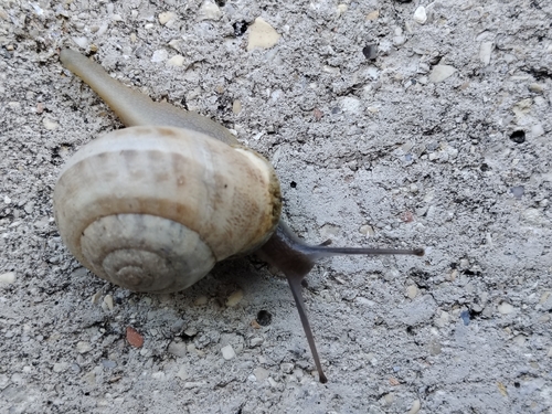 Chocolate-band Snail