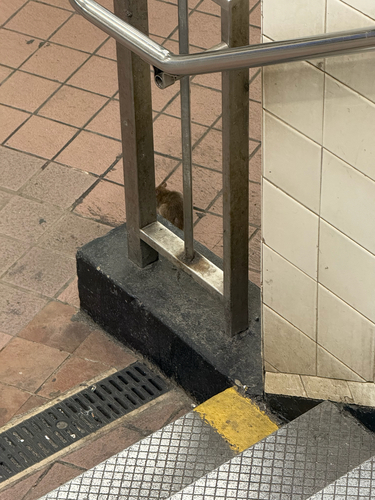Rat photographed near here on 2026-09-25