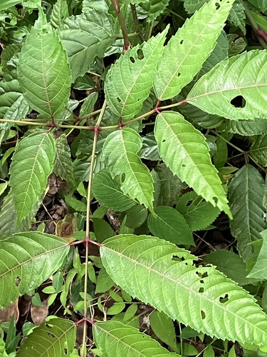 Leea indica observed 2026-09-22