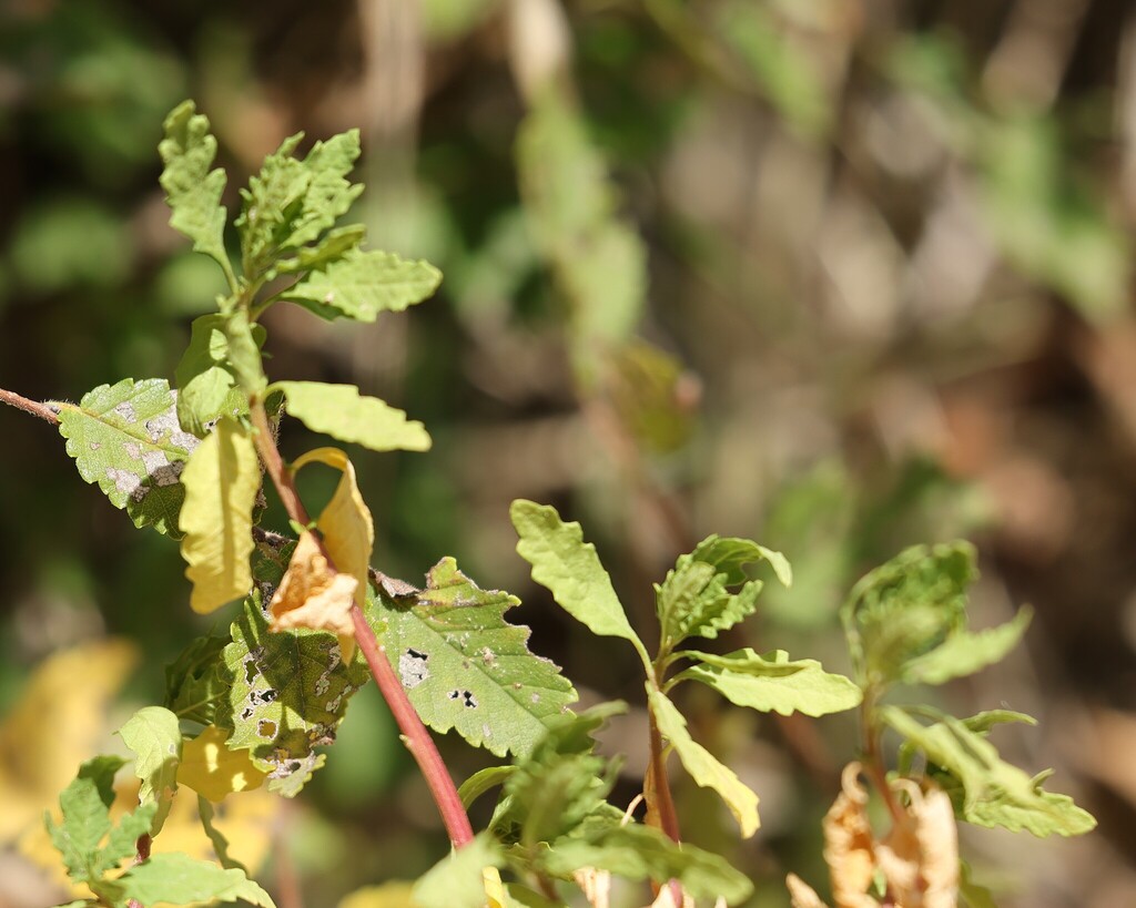 Dysphania ambrosioides; photograph (c) Antoine Thivolle, some rights reserved (CC BY)