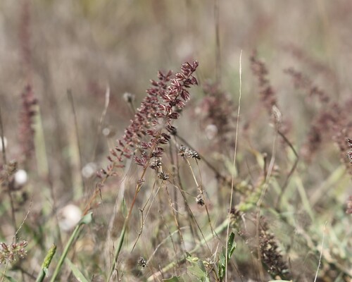 Tragus racemosus