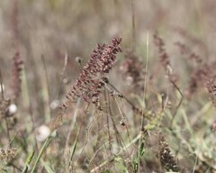 Tragus racemosus