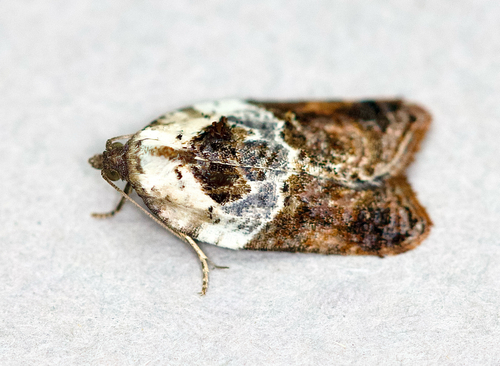 Garden Rose Tortrix