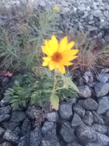 Common Sunflower