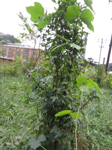 Pueraria montana, photograph 4