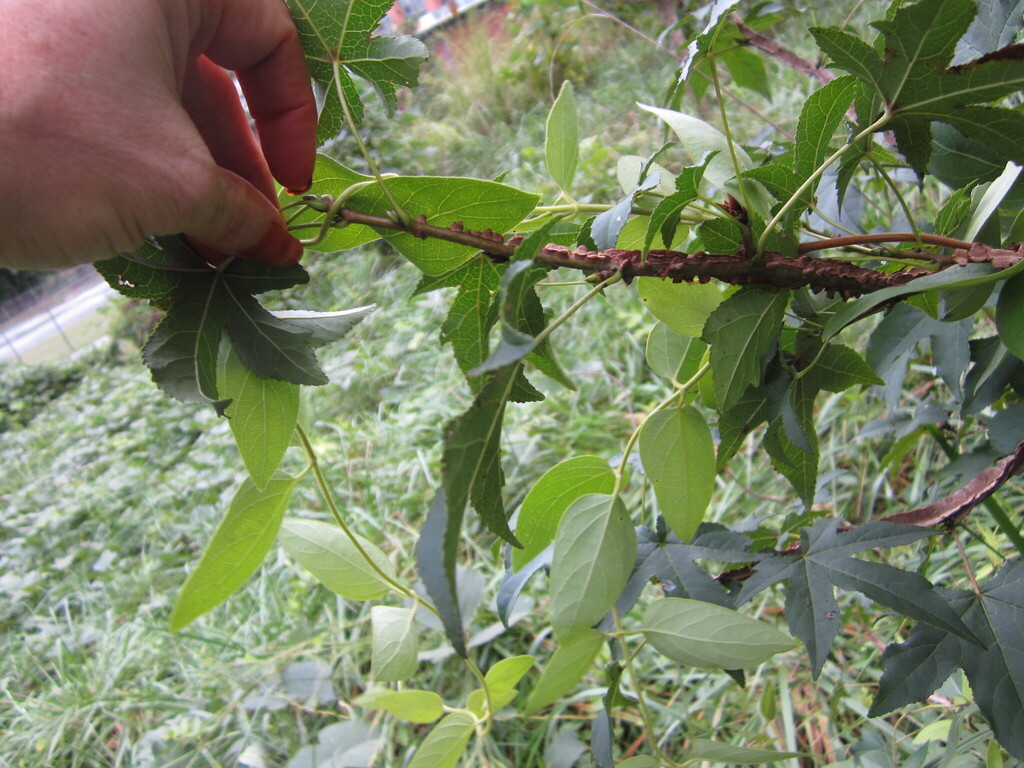 Pueraria montana; photograph (c) Pierre Abbat, some rights reserved (CC BY)