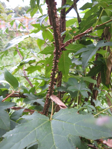 Pueraria montana, photograph 3