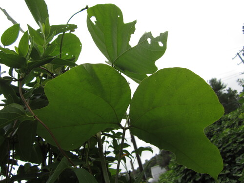 Pueraria montana, photograph 5