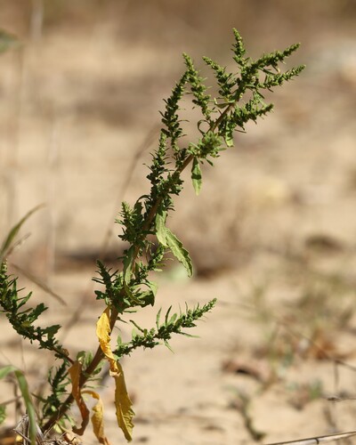 Dysphania ambrosioides, photograph 1