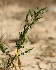 (c) Antoine Thivolle, some rights reserved (CC BY) Dysphania ambrosioides, photograph (c) Antoine Thivolle, some rights reserved (CC BY)