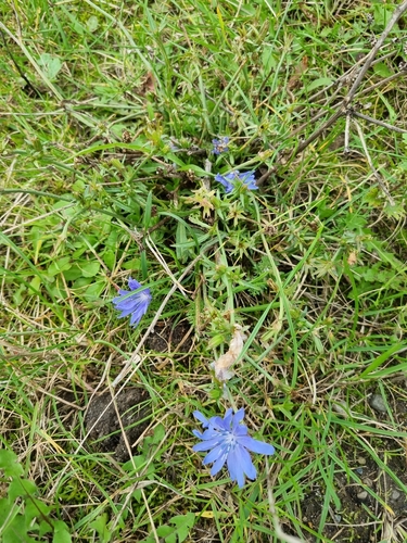 chicory