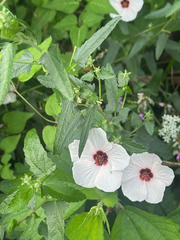 Pavonia hastata