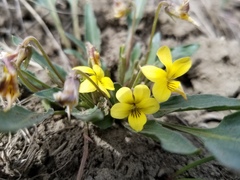 Viola nuttallii